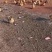 2-3年正宗农家散养土鸡老母鸡苏北鸡批发现杀现发