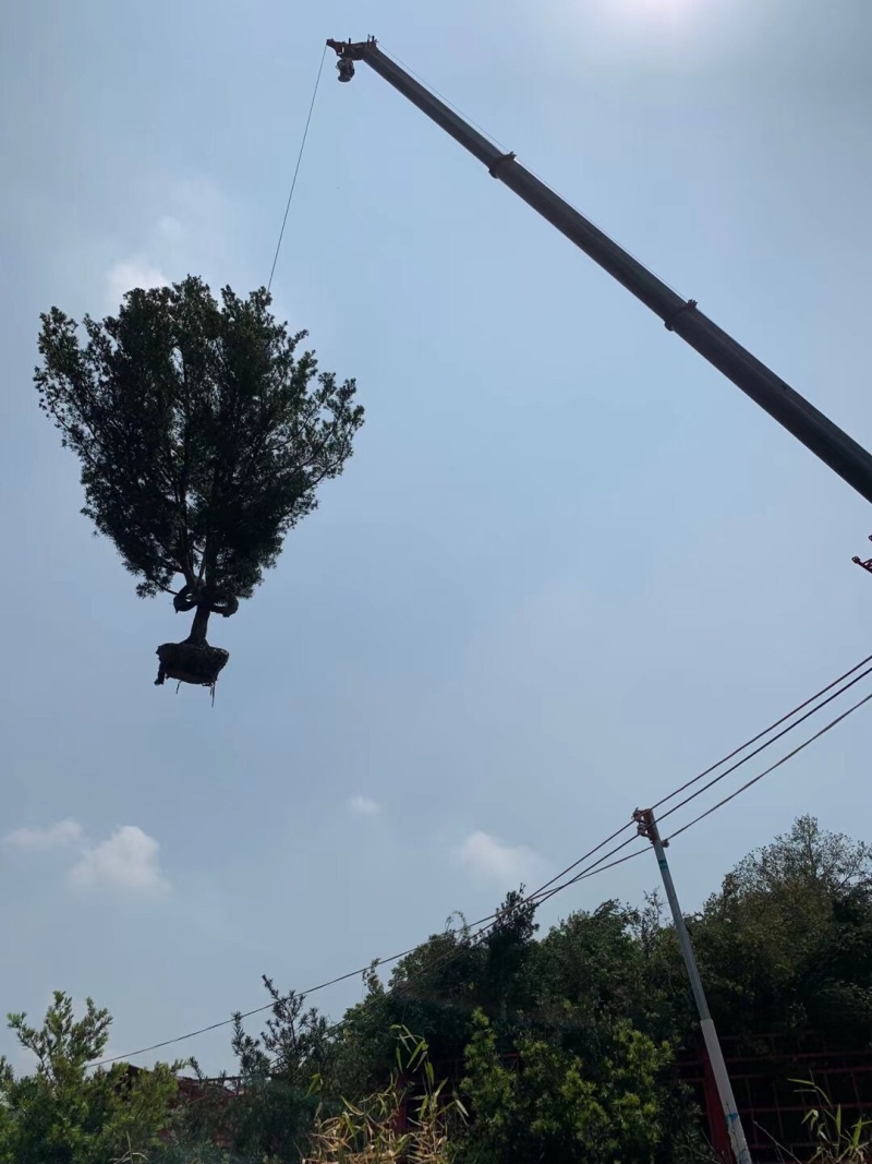 本地罗汉松