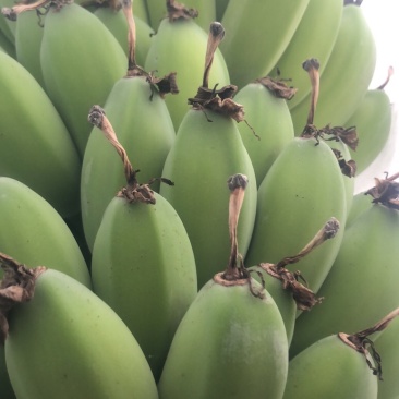 苹果蕉