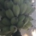 苹果蕉