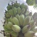 苹果蕉