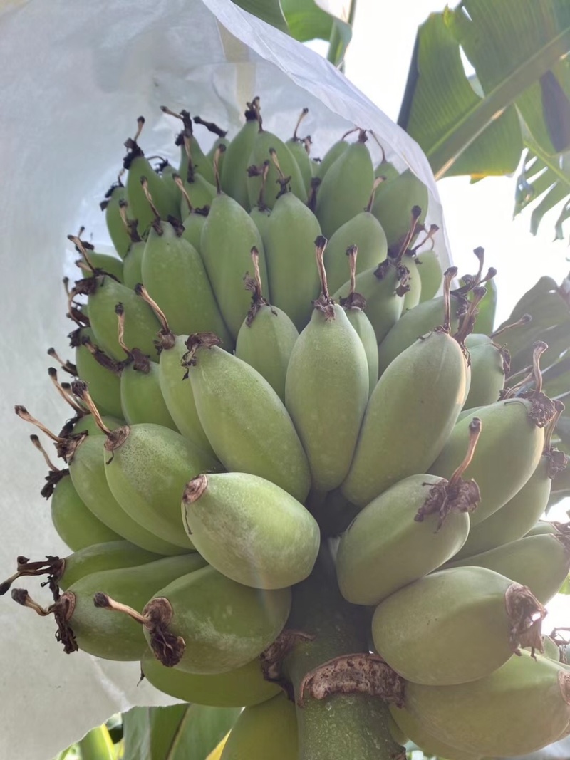 苹果蕉