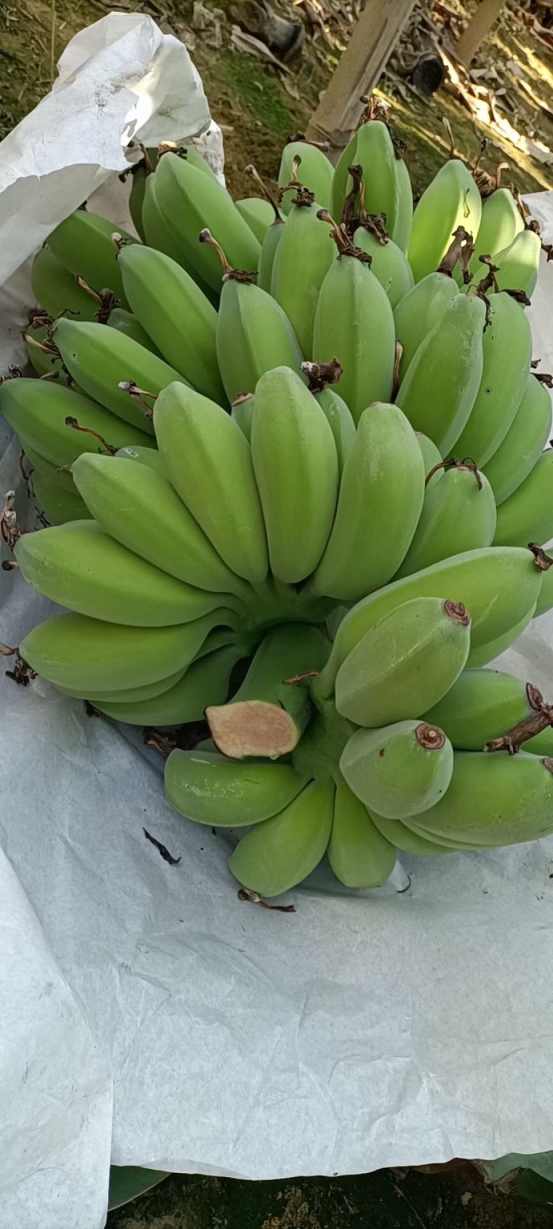 苹果蕉