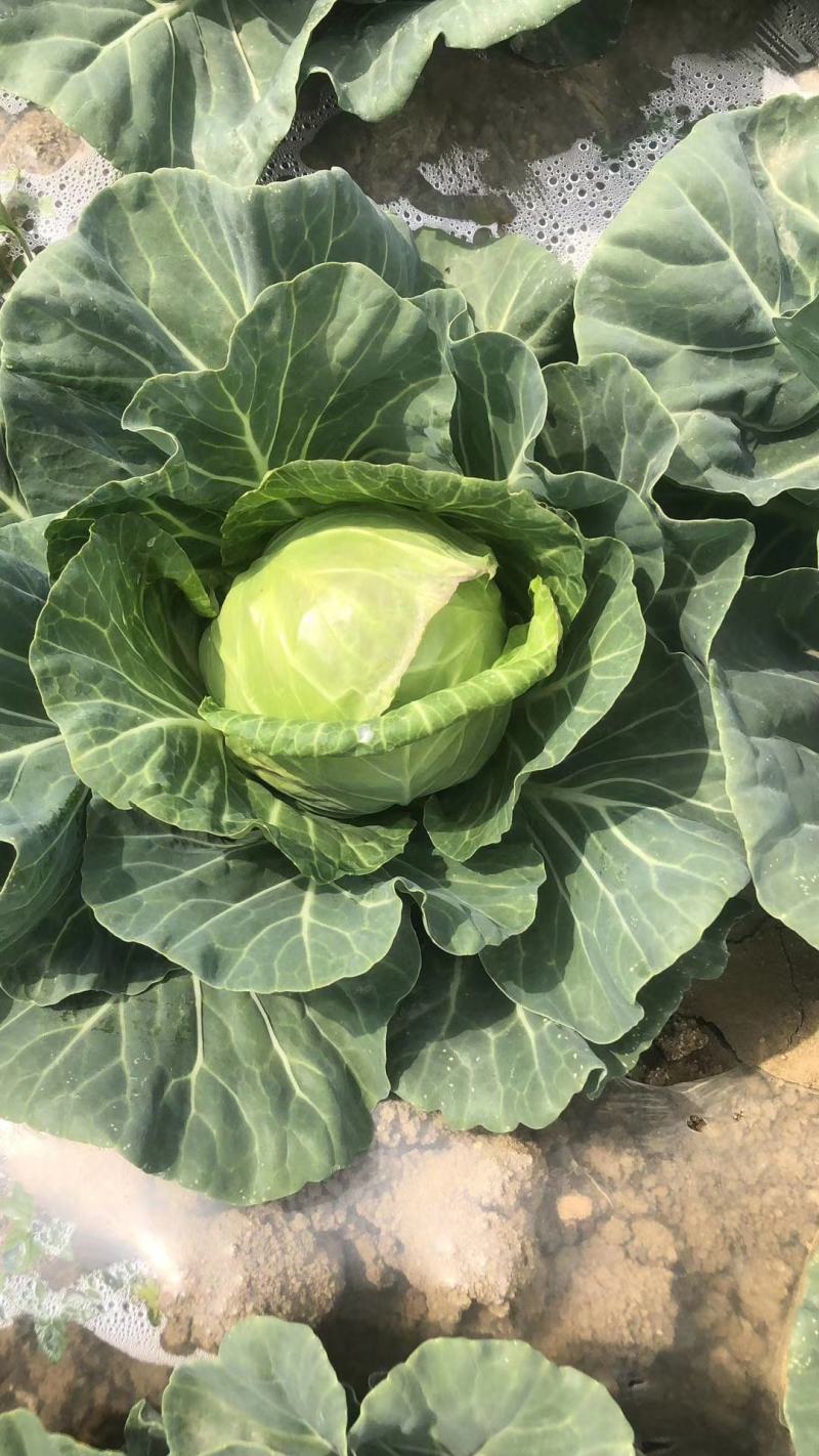 包菜扁包菜平包菜产地直销保质保量欢迎咨询订购