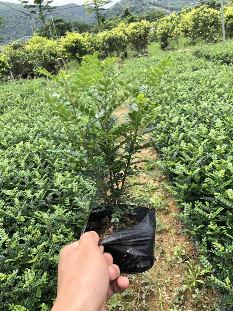 漳州市漳浦县汇景轩园林大量供应大小杯胡椒木