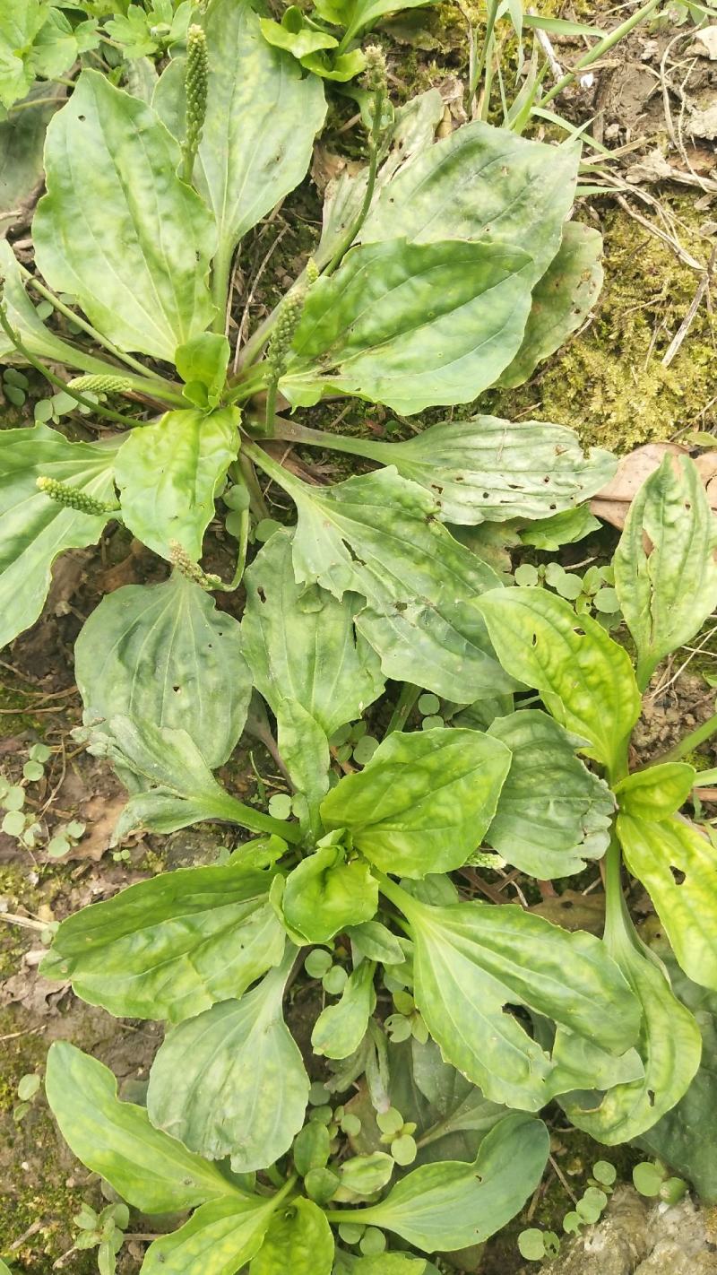 车前草车轮草猪儿草牛儿草有需要的老板联系按照您的要求安排