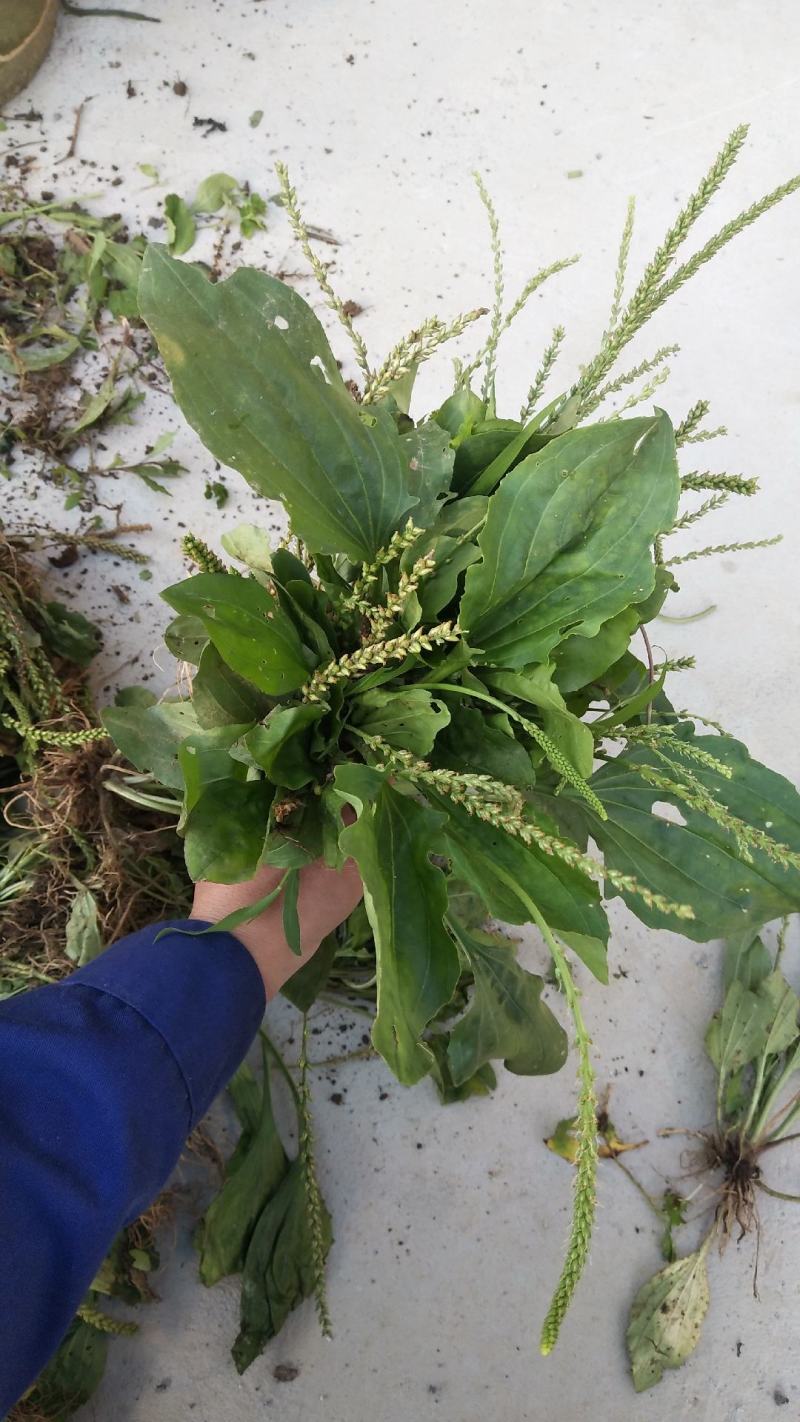 车前草车轮草猪儿草牛儿草有需要的老板联系按照您的要求安排