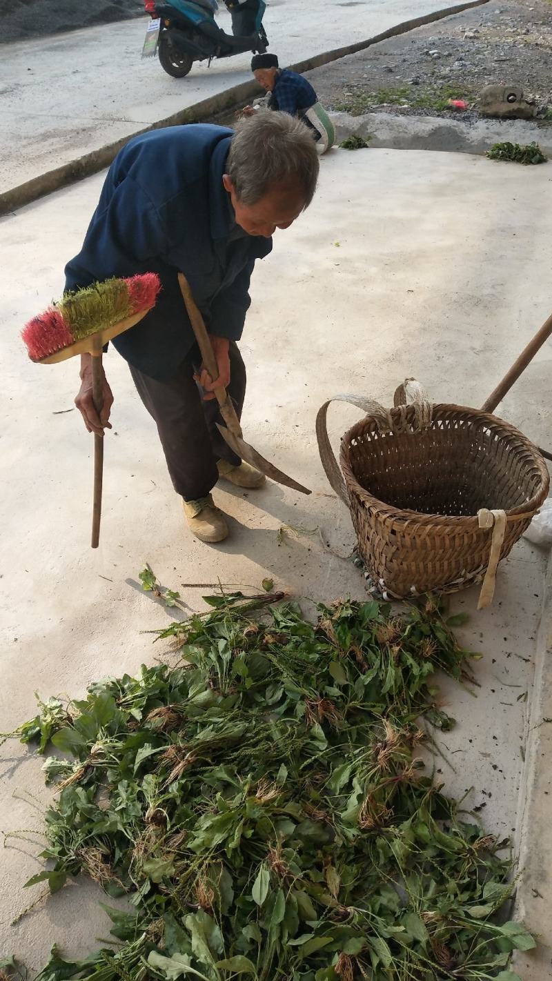 车前草车轮草猪儿草牛儿草有需要的老板联系按照您的要求安排