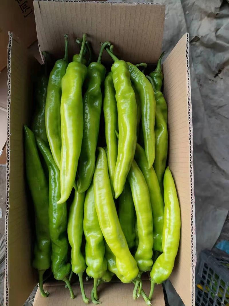 绿皮尖椒～全年供应～量大质优～实力代收。