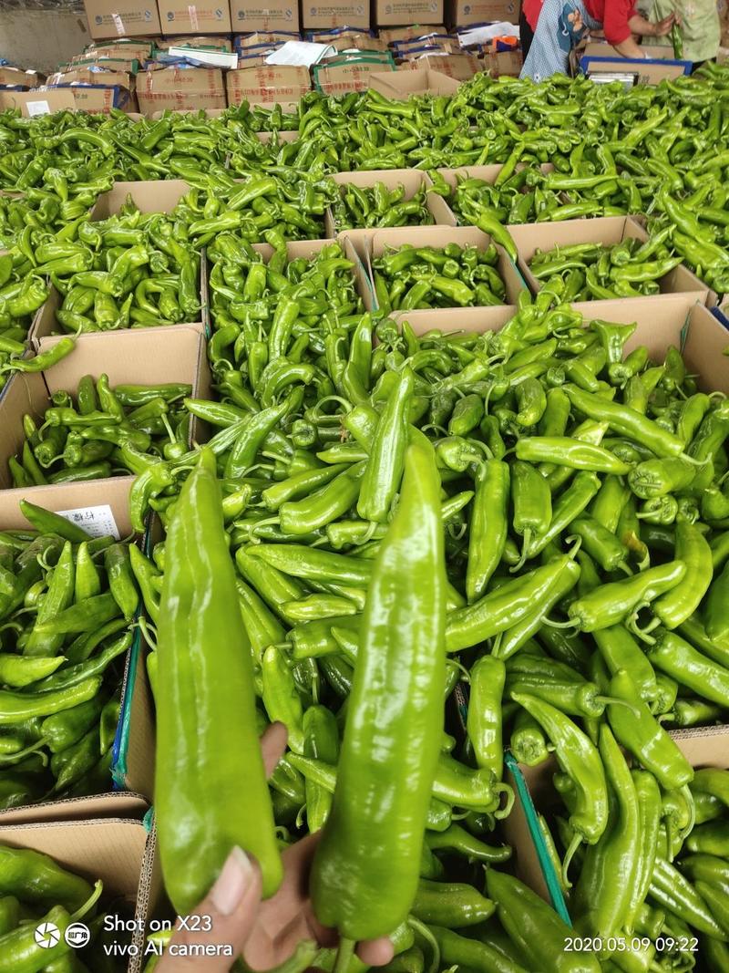 绿皮尖椒～全年供应～量大质优～实力代收。