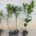 正宗091无核沃柑，生长快速管理轻松，用肥少种植当年结果
