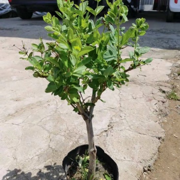 四季金银花盆栽