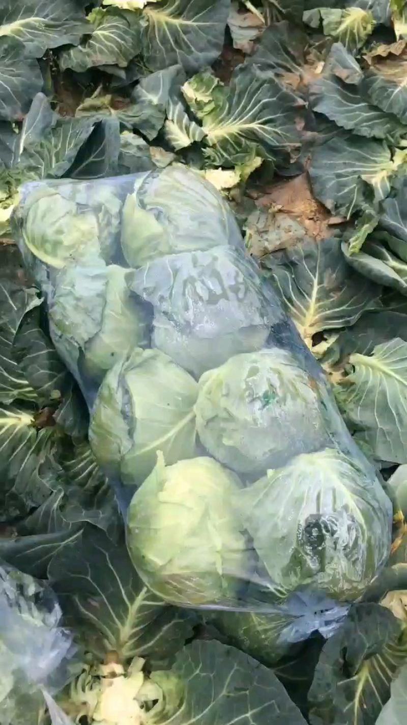 圆包菜扁包铁包牛心包菜甘蓝看货论价欢迎咨询订购