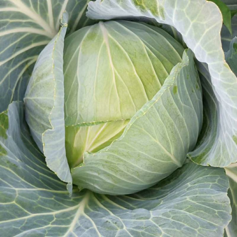 京丰包菜铁包菜圆包菜尖包菜产地看货论价欢迎订购