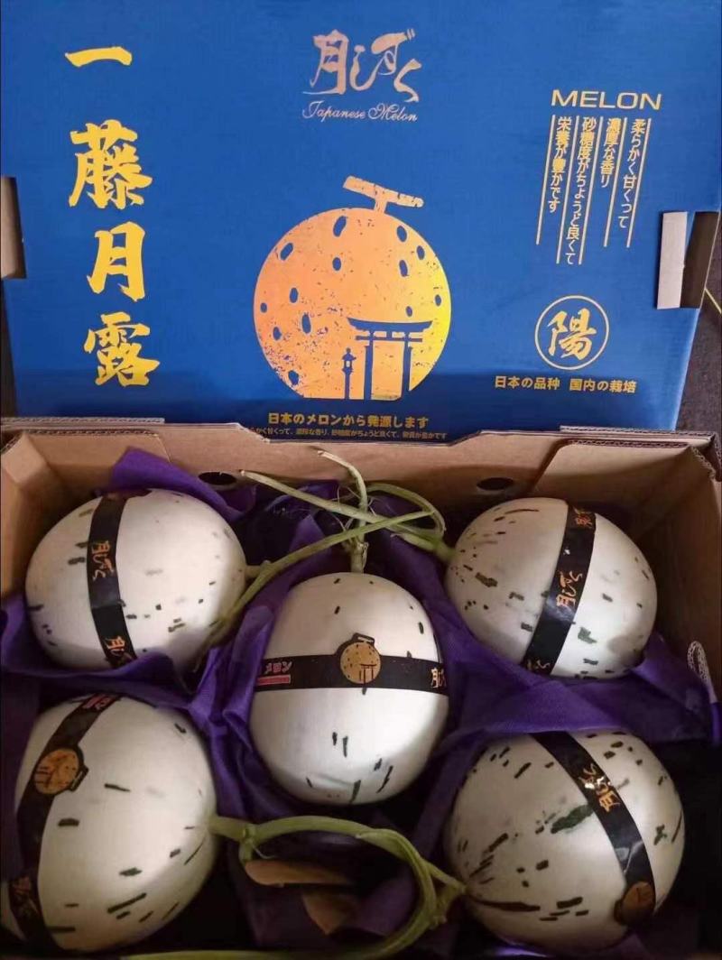 鲁厚甜，精品鲁厚甜，个头均匀，皮毛好，口感好糖度杠杠的