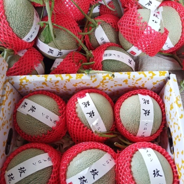 鲁厚甜，精品鲁厚甜，个头均匀，皮毛好，口感好糖度杠杠的