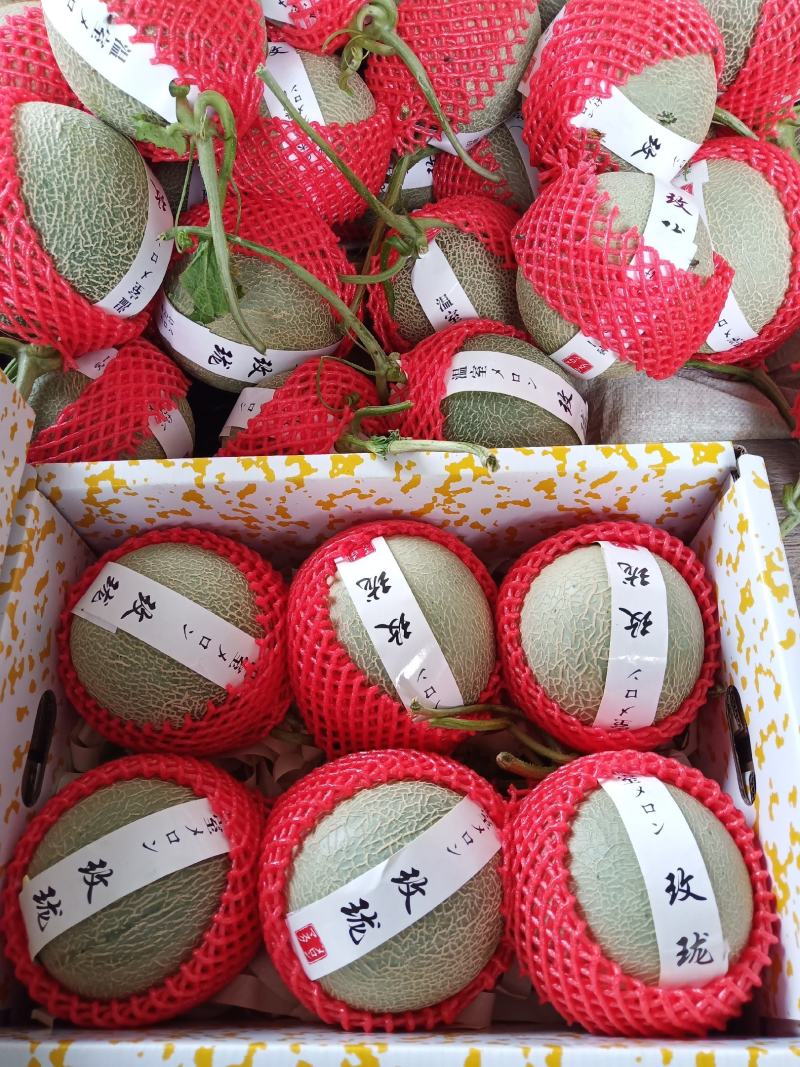 鲁厚甜，精品鲁厚甜，个头均匀，皮毛好，口感好糖度杠杠的