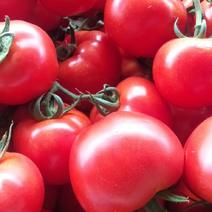 大红西红柿大量上市，现摘现卖，欢迎商超，支持全国发货
