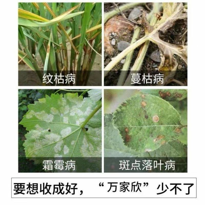 (厂家直发)沪联苯甲嘧菌酯纹枯病蔓枯病叶斑病白粉病杀菌剂