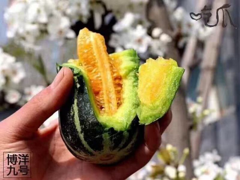 鲁厚甜，精品鲁厚甜，个头均匀，皮毛好，口感好糖度杠杠的
