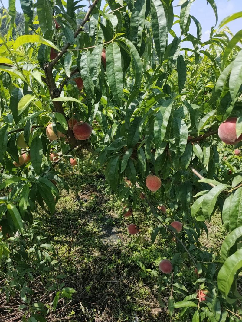 四川红玉桃子突围。大基地。质量可