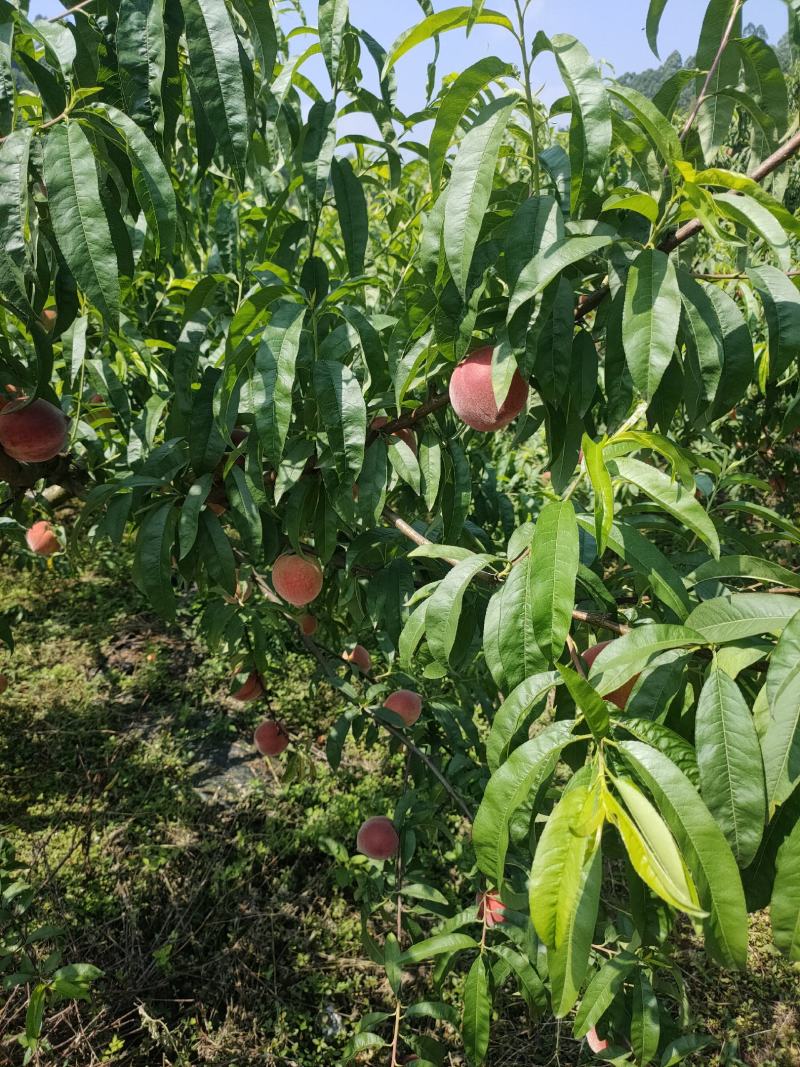 四川红玉桃子突围。大基地。质量可