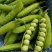 新鲜豌豆带壳