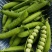 新鲜豌豆带壳