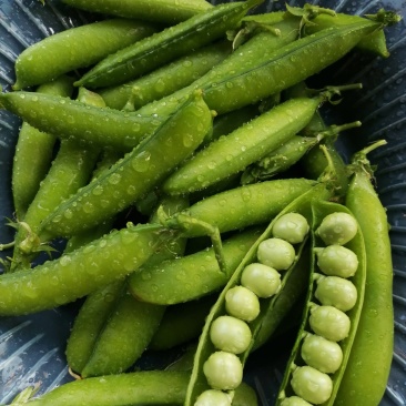 新鲜豌豆带壳