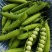 新鲜豌豆带壳