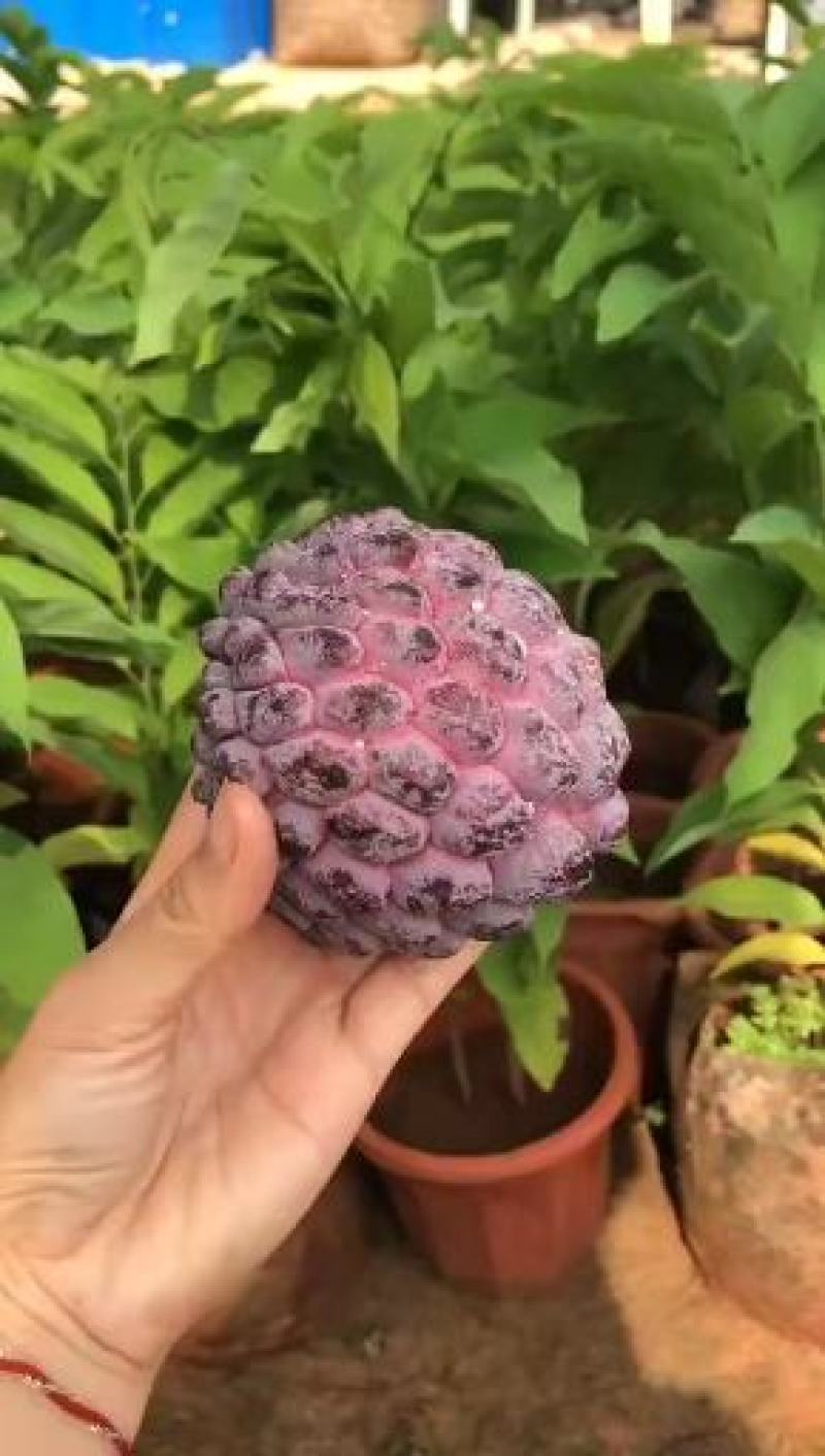 番荔枝新品种嫁接果树苗，红皮番荔枝当年结果新款南北方种植