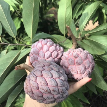 番荔枝新品种嫁接果树苗，红皮番荔枝当年结果新款南北方种植