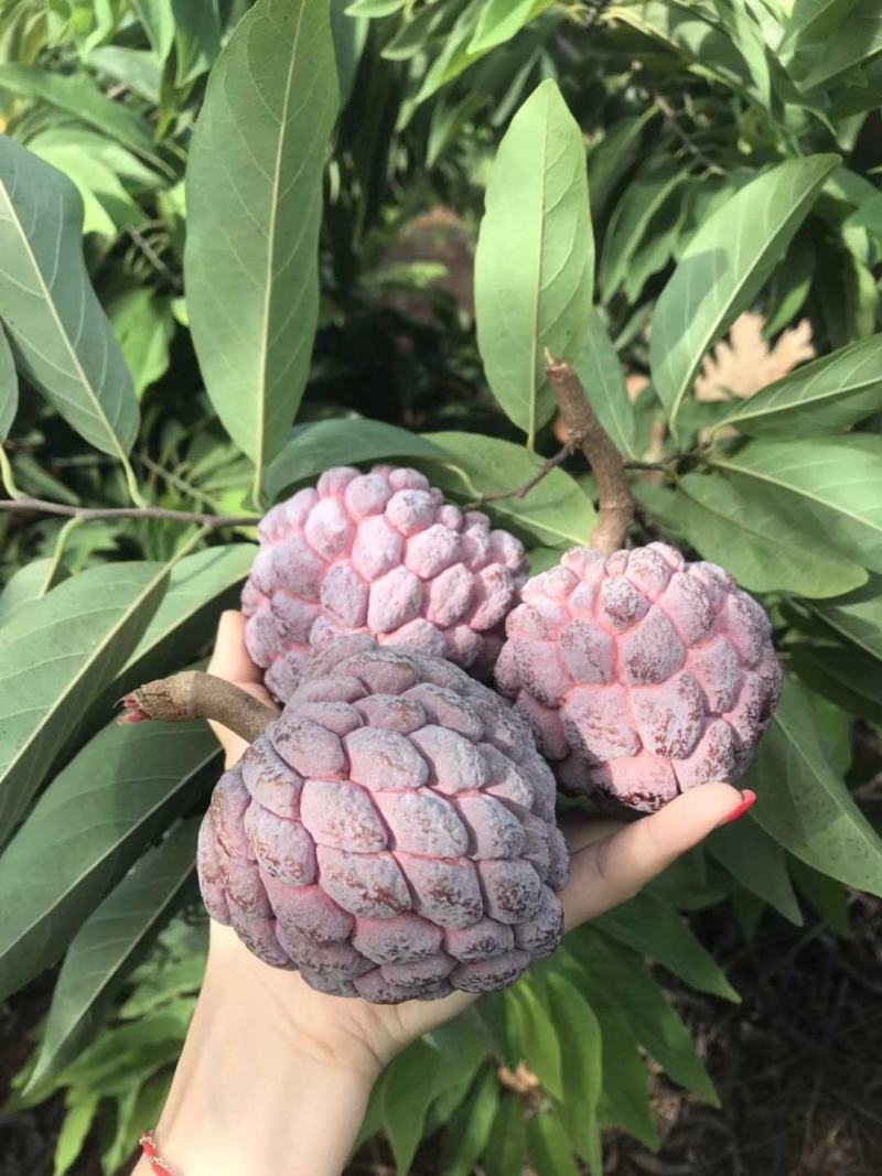 番荔枝新品种嫁接果树苗，红皮番荔枝当年结果新款南北方种植
