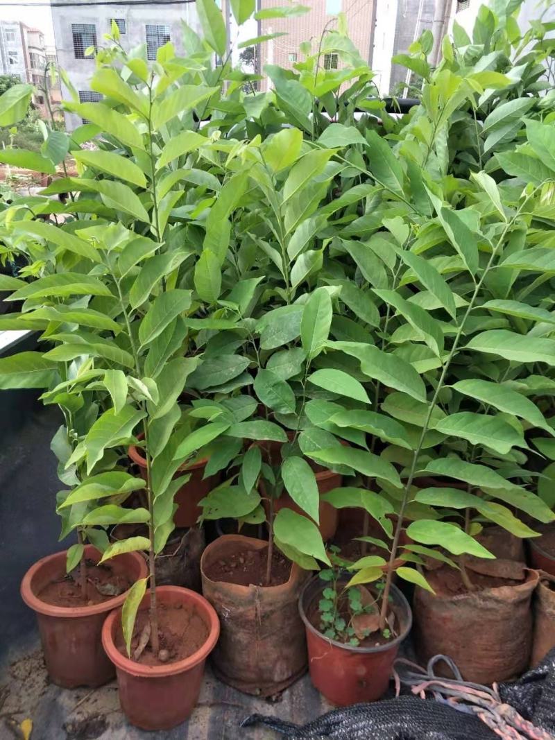 番荔枝新品种嫁接果树苗，红皮番荔枝当年结果新款南北方种植
