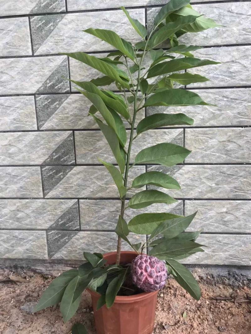 番荔枝新品种嫁接果树苗，红皮番荔枝当年结果新款南北方种植