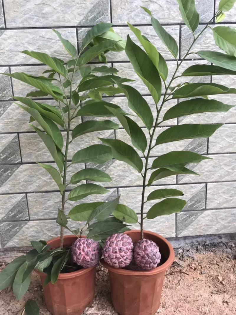 番荔枝新品种嫁接果树苗，红皮番荔枝当年结果新款南北方种植
