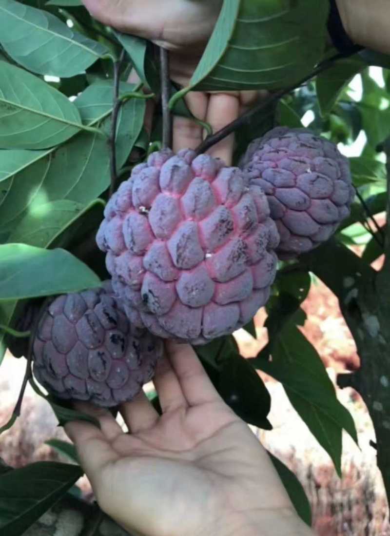 番荔枝新品种嫁接果树苗，红皮番荔枝当年结果新款南北方种植