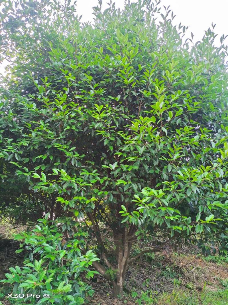 精品丛林茶树