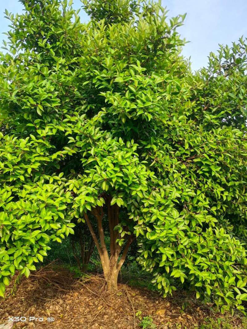 精品丛林茶树