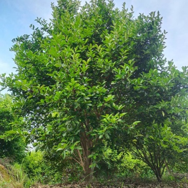 精品丛林茶树