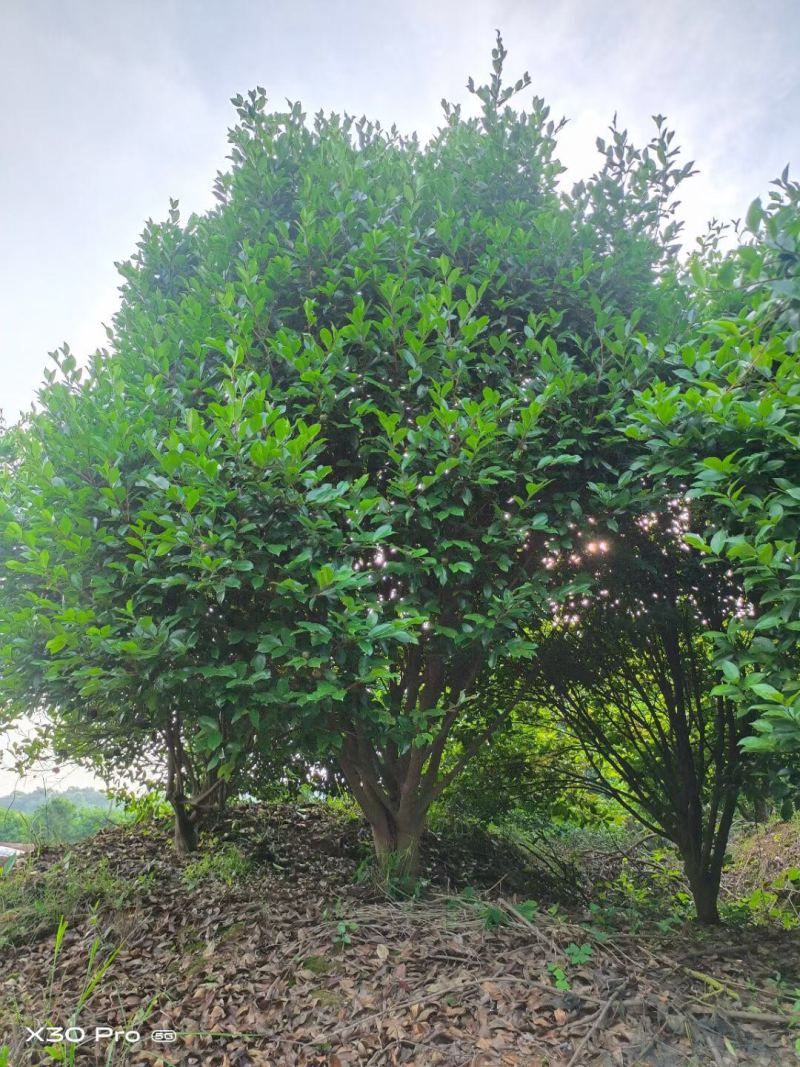精品丛林茶树