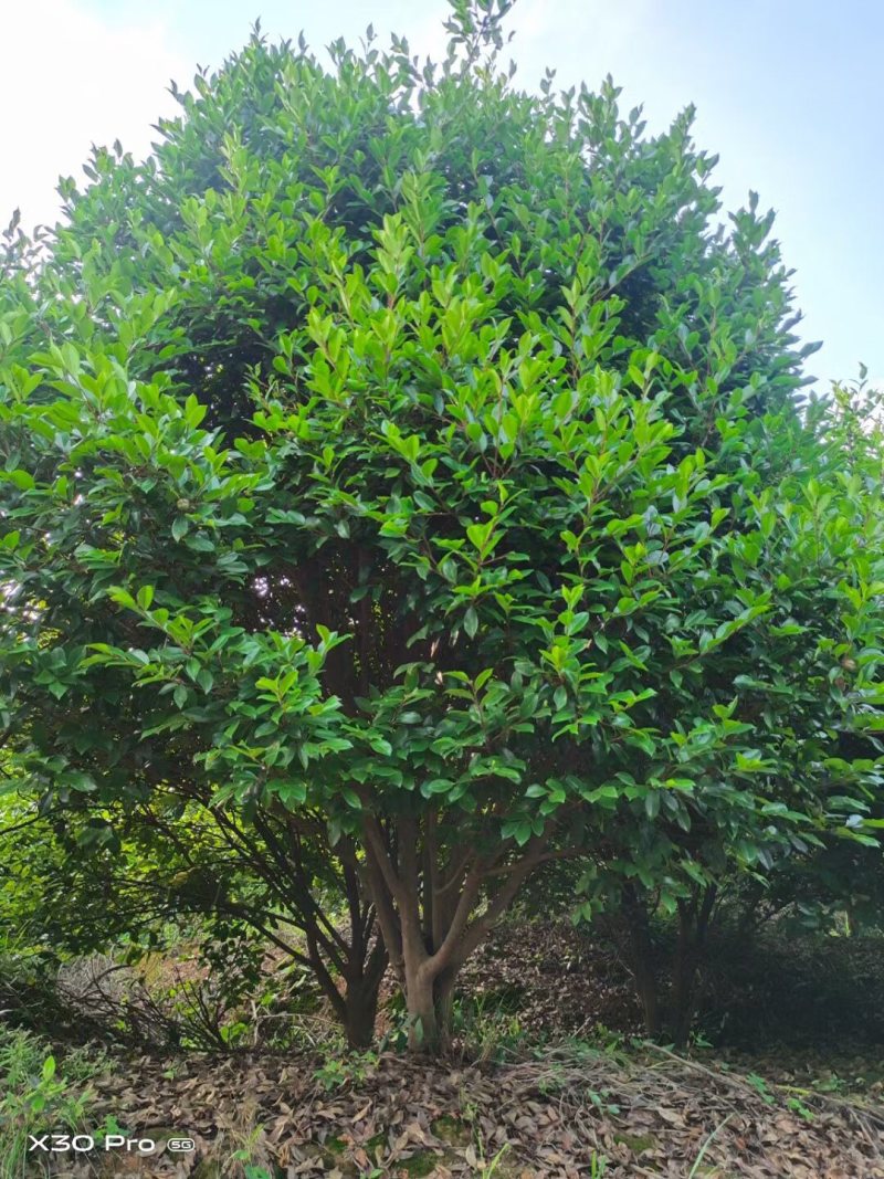 精品丛林茶树