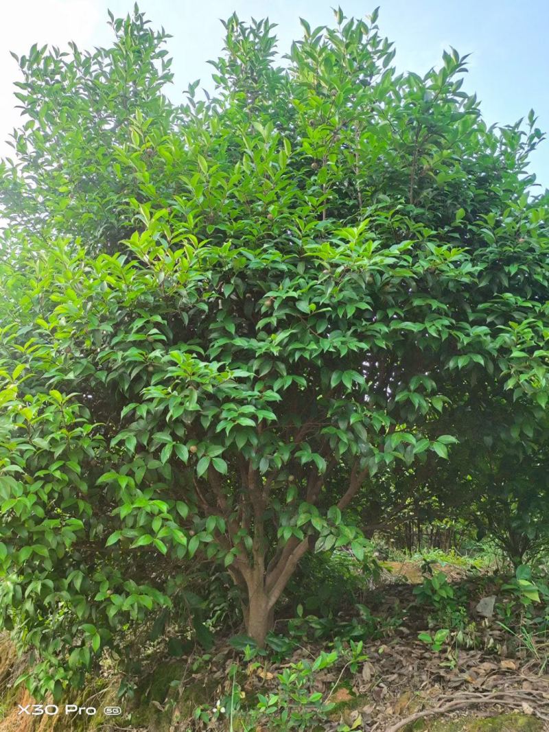精品丛林茶树