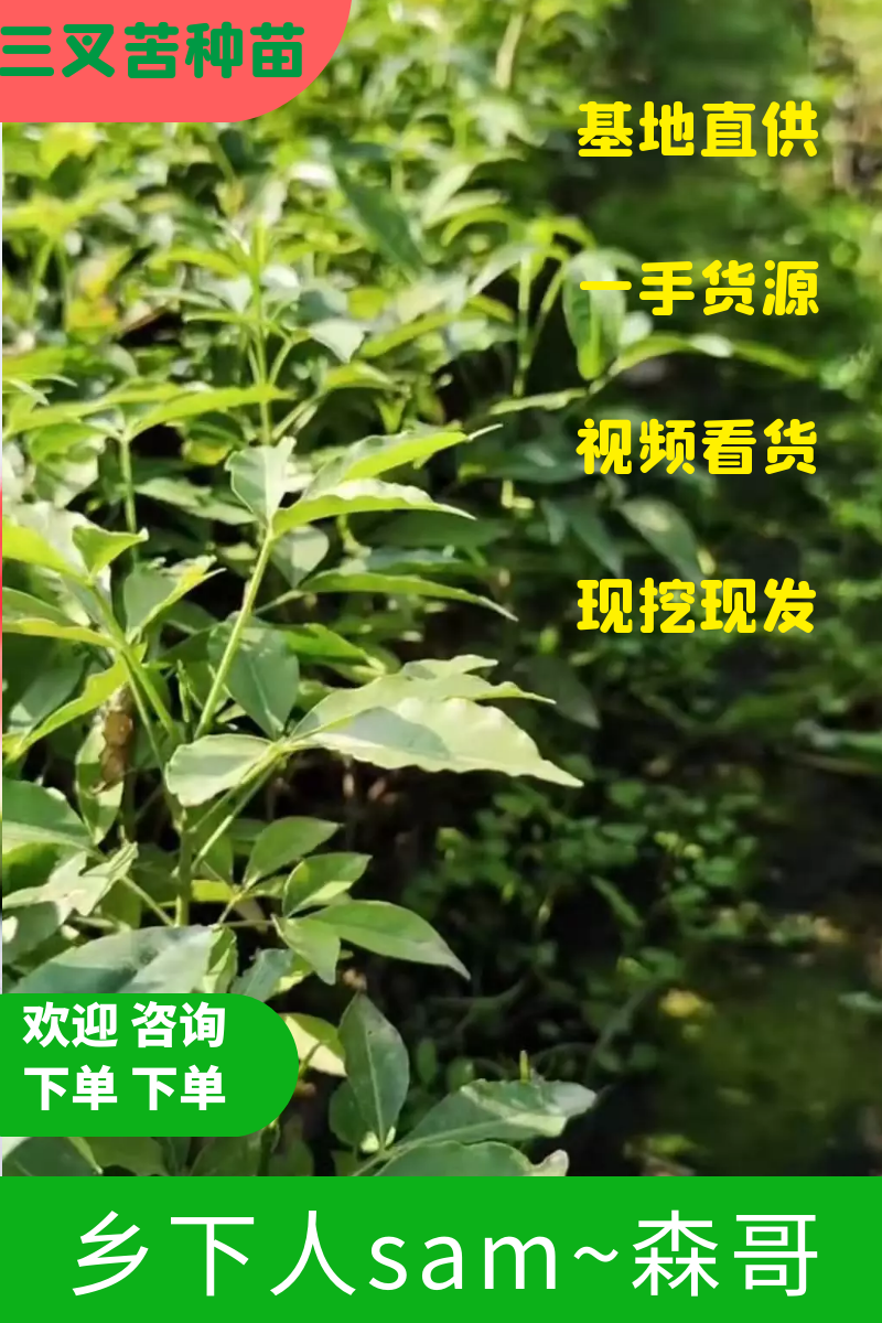三叉苦苗/三丫苦苗，基地值供货源充足可零售可批发