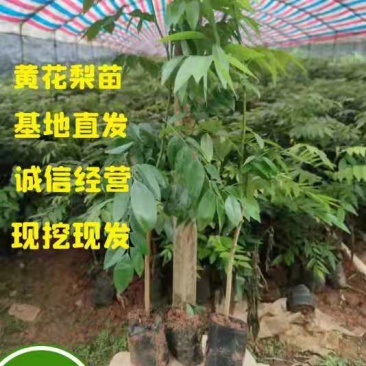 黄花梨种苗/海南黄花梨基地值供货源充足可零售可批发