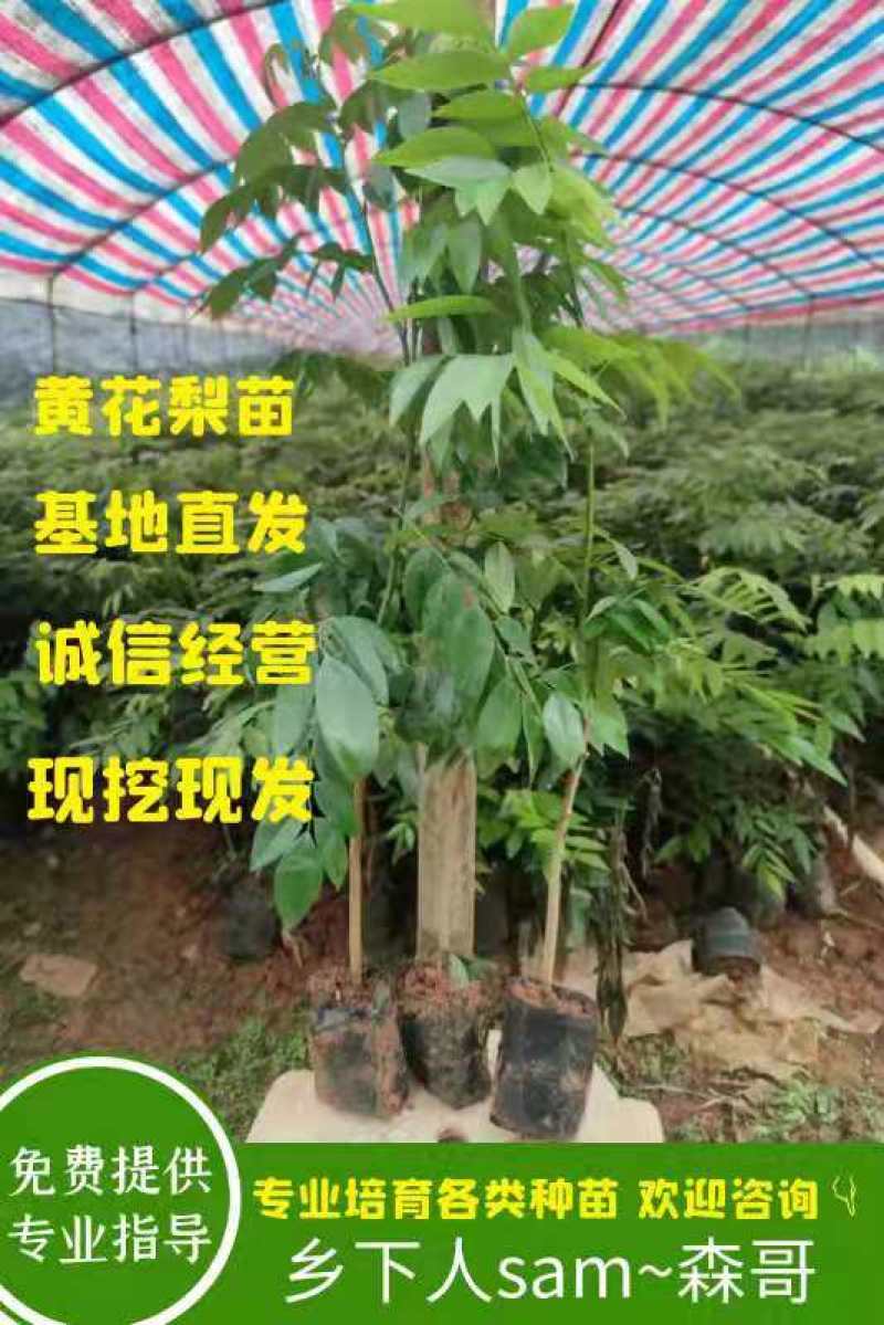黄花梨种苗/海南黄花梨基地值供货源充足可零售可批发