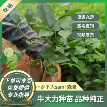 牛大力种苗，基地直供，品种纯正，免费提供技术热销品种