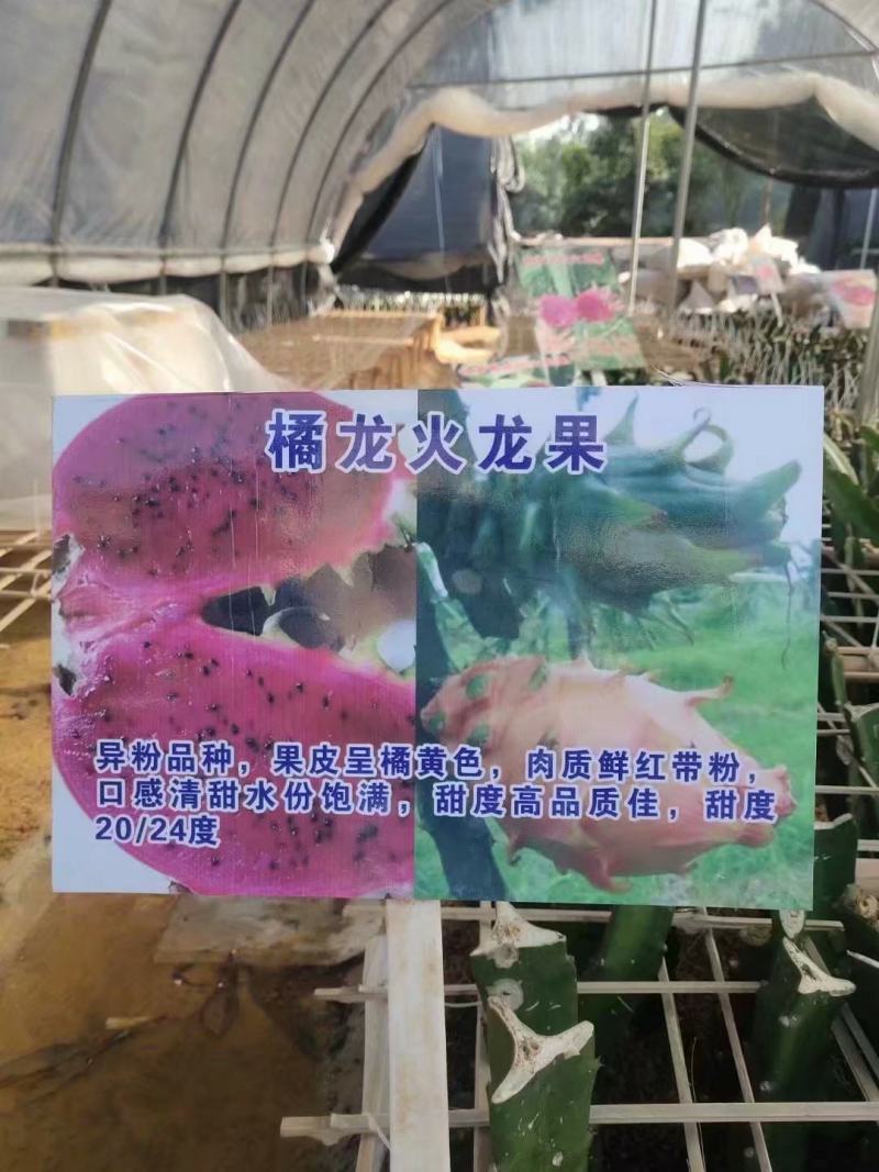 橘龙火龙果苗新品种果苗欢迎订购全国包邮