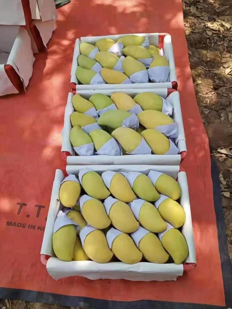 芒果，云南高乐蜜，货量充足三天一挂，保证质量，包售后