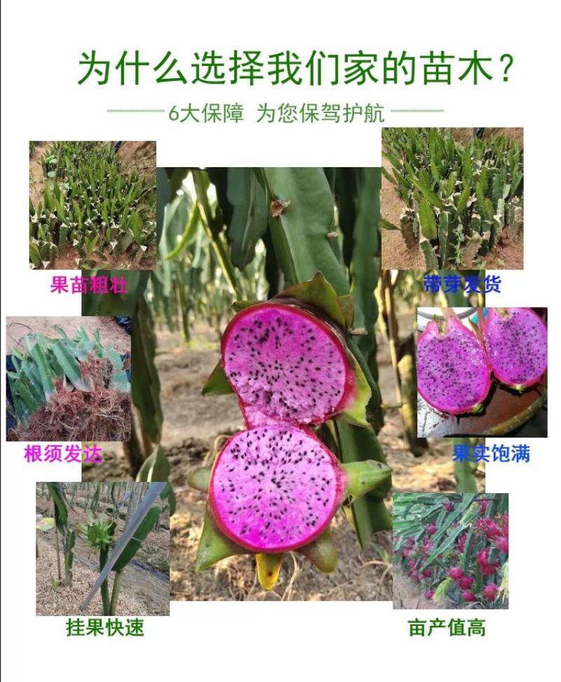 粉色之恋火龙果苗新品种产量高又大又甜欢迎订购